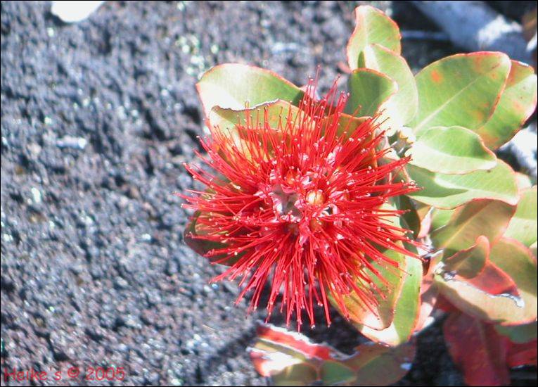 Zur&uuml;ck zur Auswahl