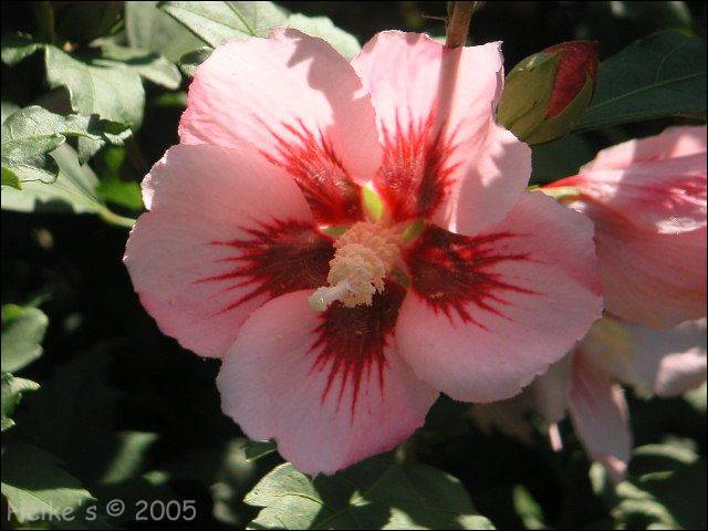 Hibiscus - die hawai'ianische Nationalblume hibiscus